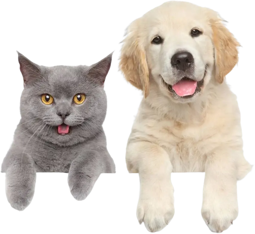 dog & cat