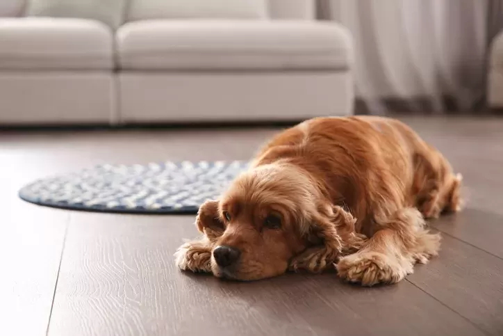 Why Do Dogs Sigh? A Dog's Perspective Explained