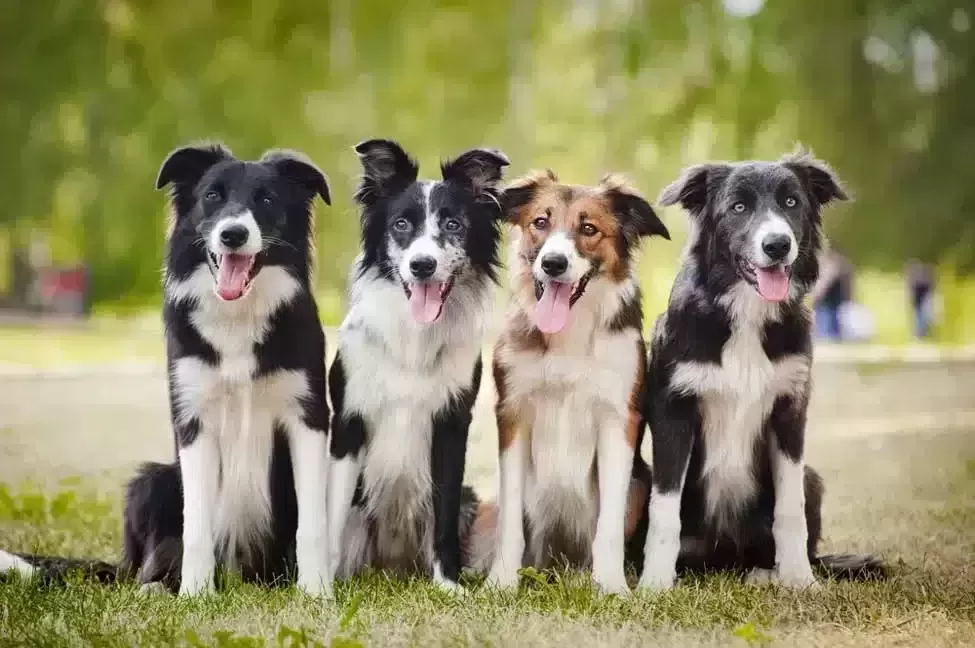 Border Collie.png