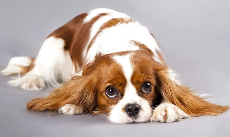 Cavalier King Charles Spaniel.jpg