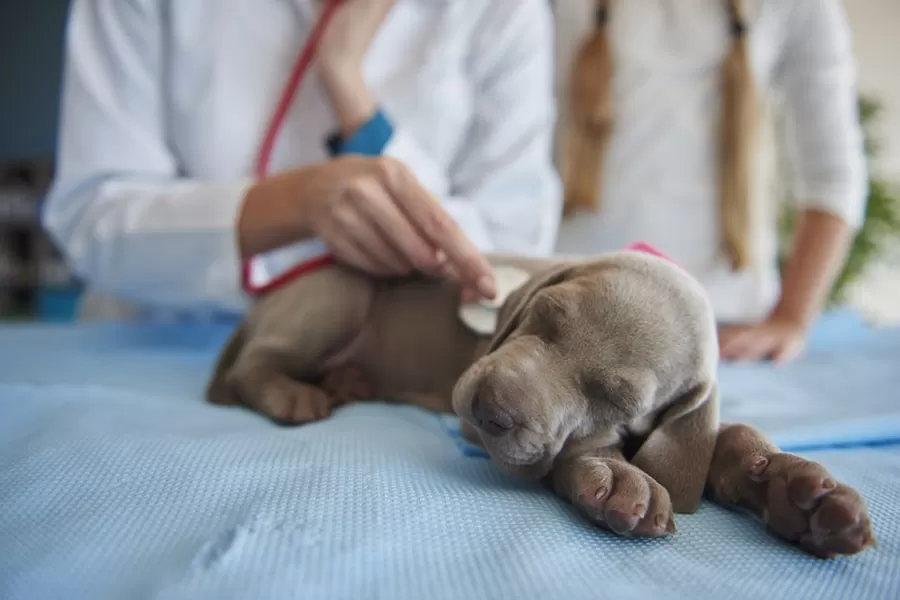 Your Dog's First Vet Visit: Essential Tips and What to Expect