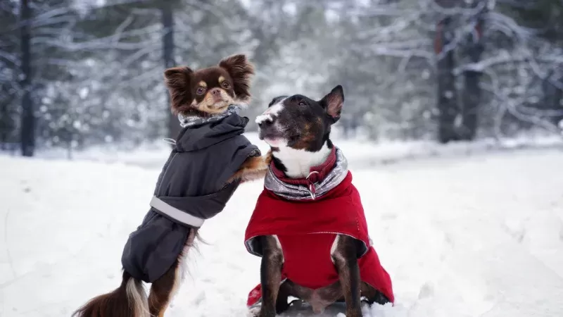 Why Your Dog Needs a Coat for Winter?