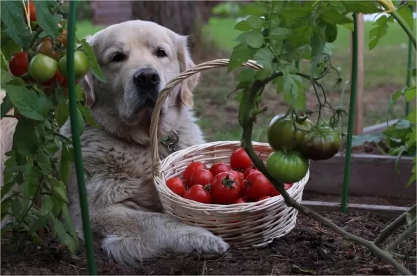 Can Dogs Eat Tomatoes? A Tail-Wagging, Snout-Sniffing Investigation into the World of Human Food