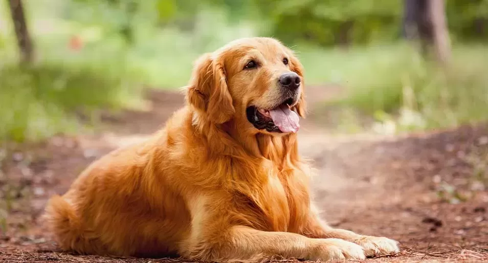 Golden Retriever.png