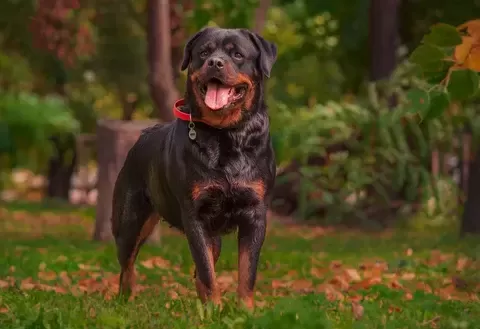 Rottweiler.png