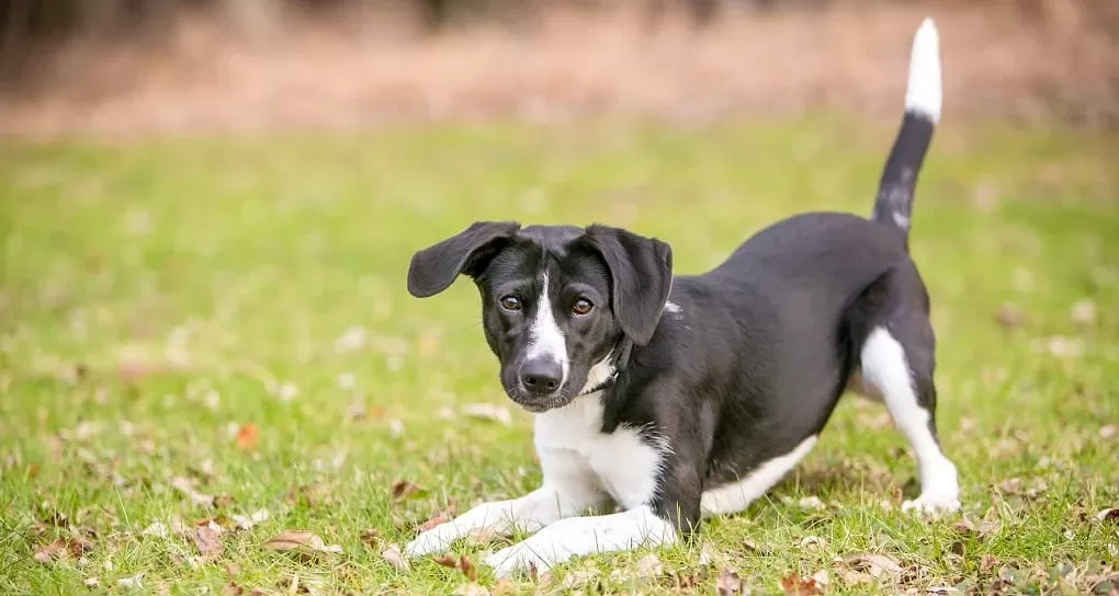 Why Do Dogs Wag Their Tails? From a Dog's Perspective