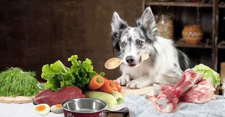 How Much Should Your Dog Eat per Meal?