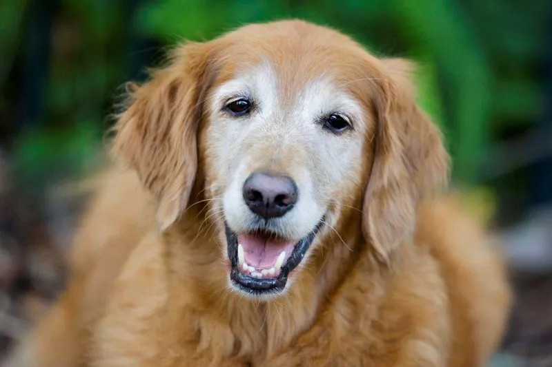 Understanding Senior Dog Behavior Changes and How to Care for Them