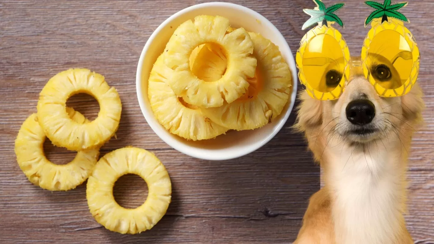 Can Dogs Eat Pineapple? The Sweet Truth Every Pet Parent Should Know!