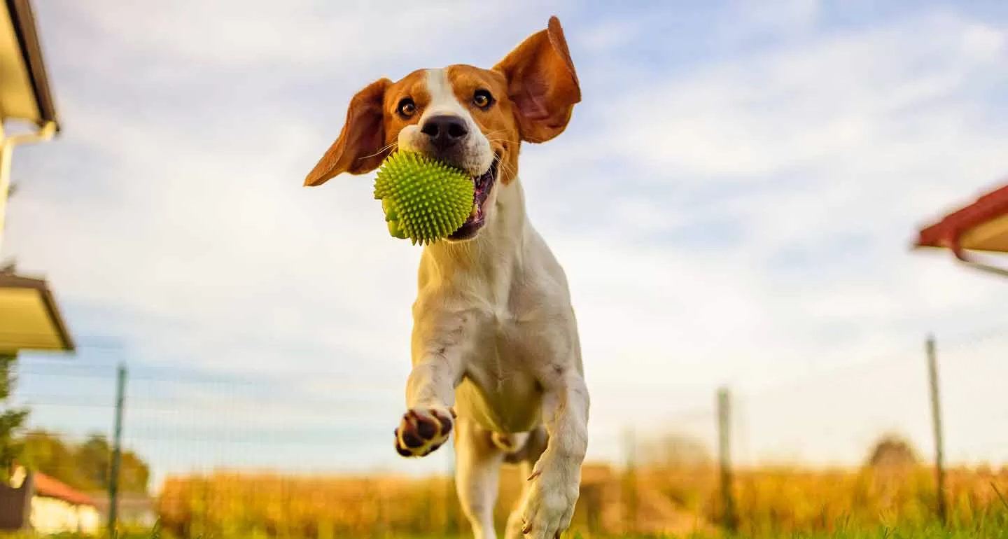 Does Your Dog Need Excercise? Why and How?