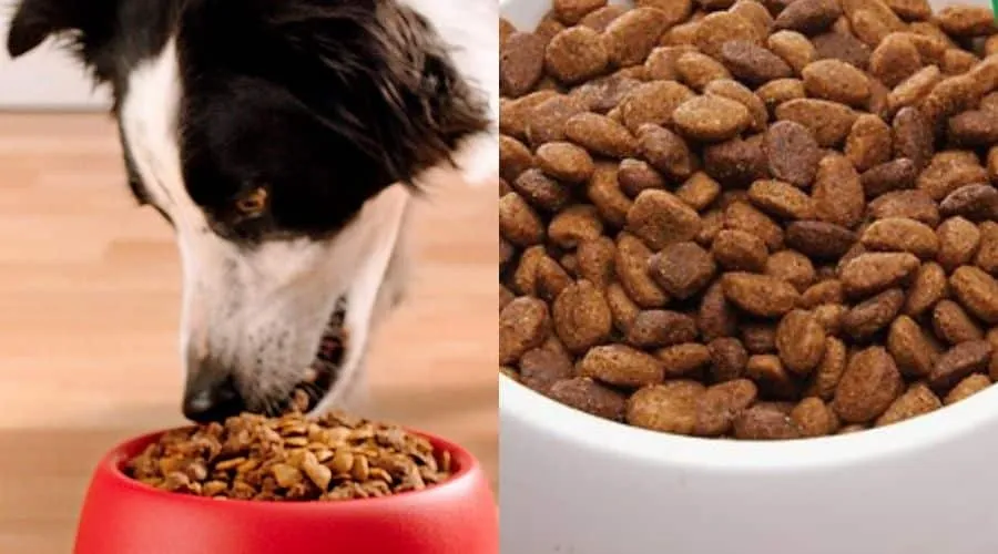 Health Extension Dog Food: Benefits, Ingredients, and Feeding Tips