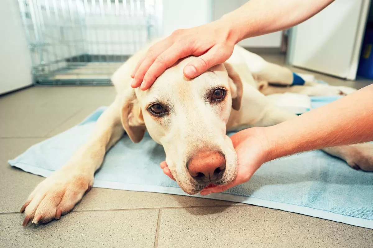 What to Do If Your Dog Is Sick