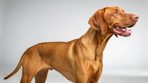 a---vizsla.jpg