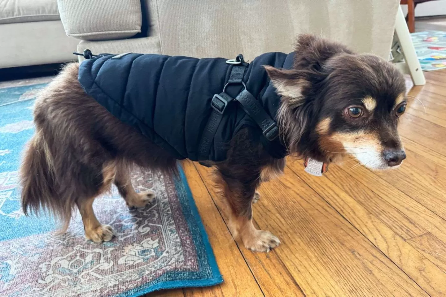 Why a Dog Coat with Legs is the Best Choice for Your Pet