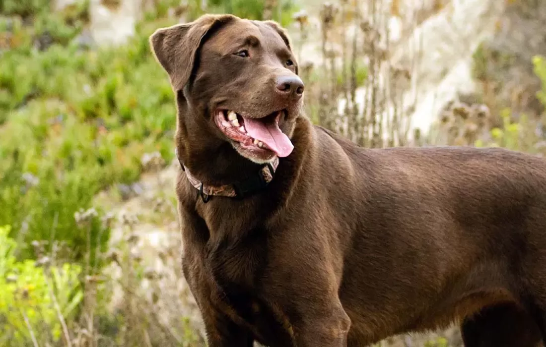 Labrador Retrieve.png