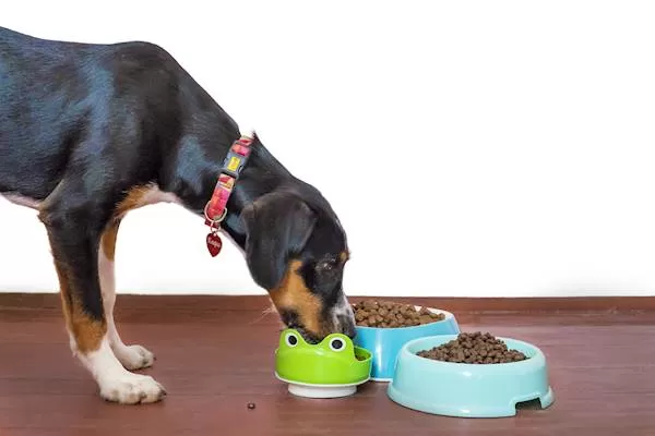 Understanding and Managing Dog's Food Aggression