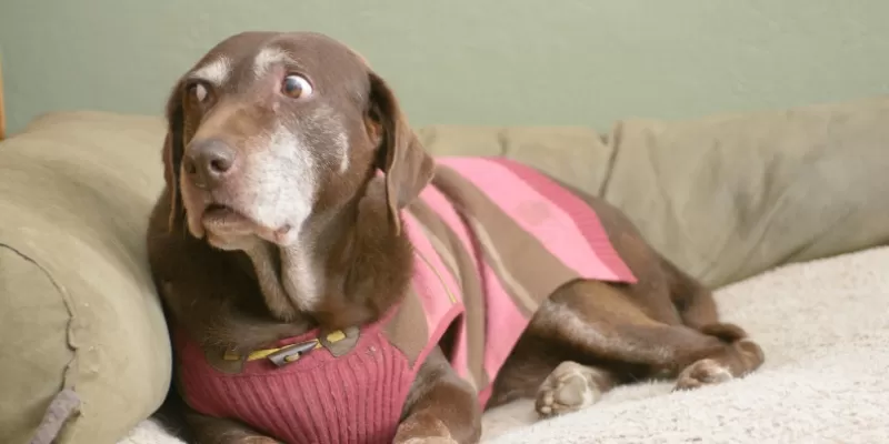 Why Is My Dog Acting Like a Nervous Nellie? Understanding Dog Anxiety 