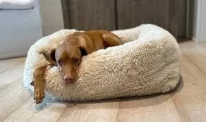  Dog Bed Guide: Find the Perfect Sleep Spot for Your Pet Dog