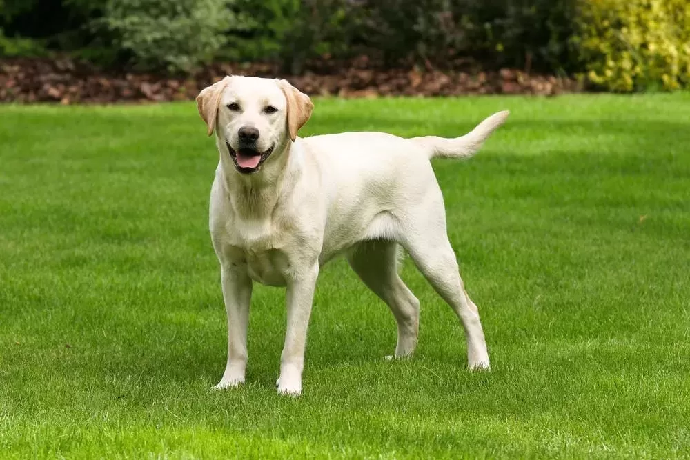 Labrador Retriever.jpg