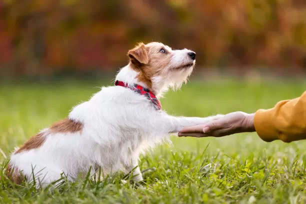 Effective Dog Rewarding: A Guide for Pet Owners