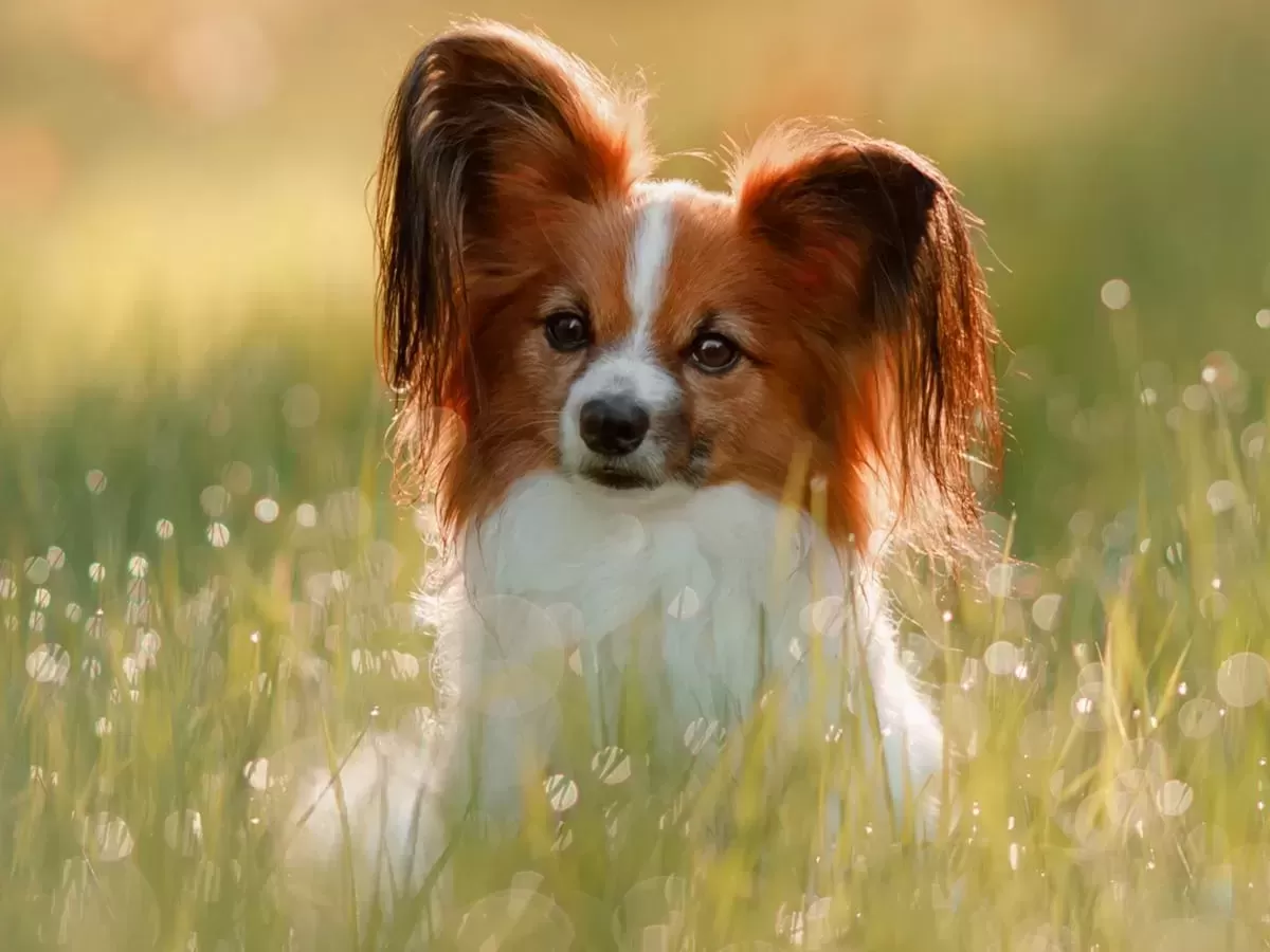 Top 10 Smartest Dog Breeds: Discover the Most Intelligent Canines