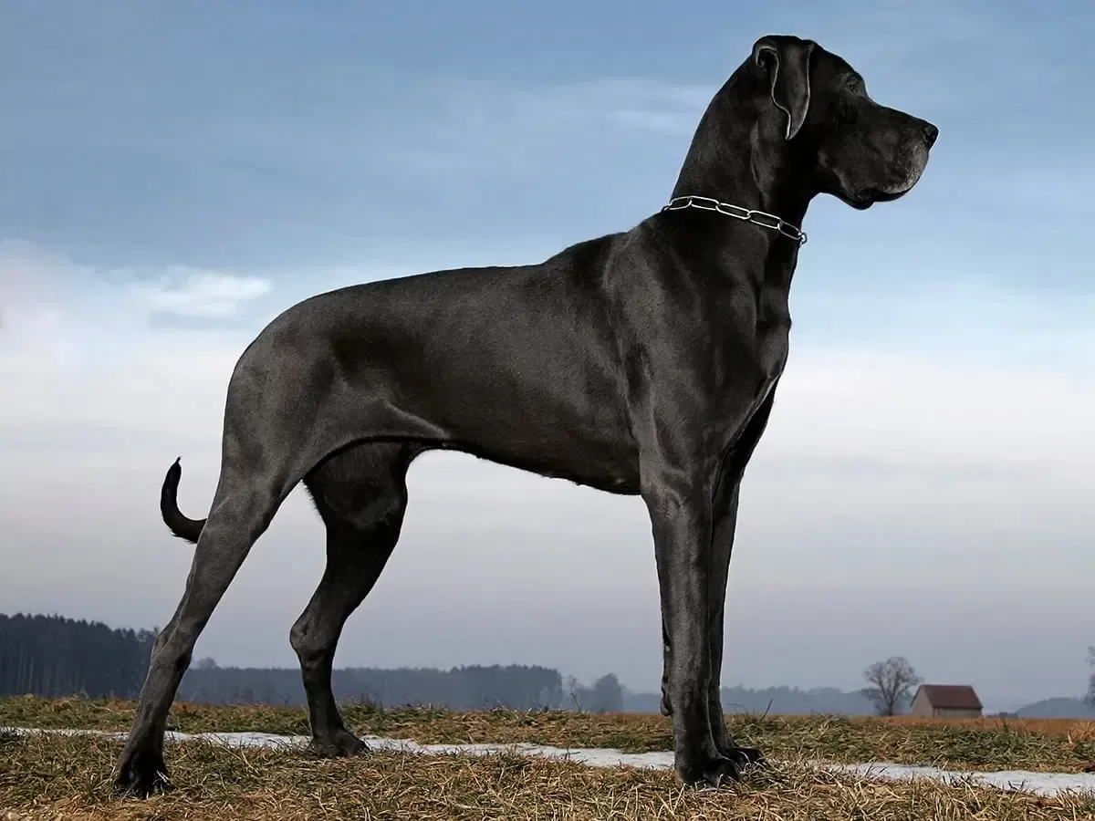 Top 10 Loyal and Loving Big Dog Breeds Right to Your Choice