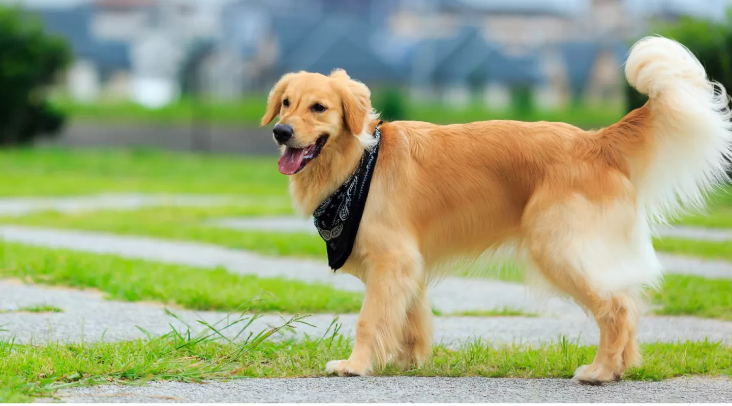 Golden Retriever.jpg