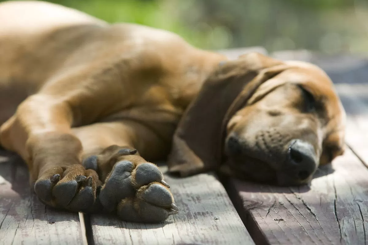 Old Dog Behavior: Signs Your Pup May Be Nearing the End