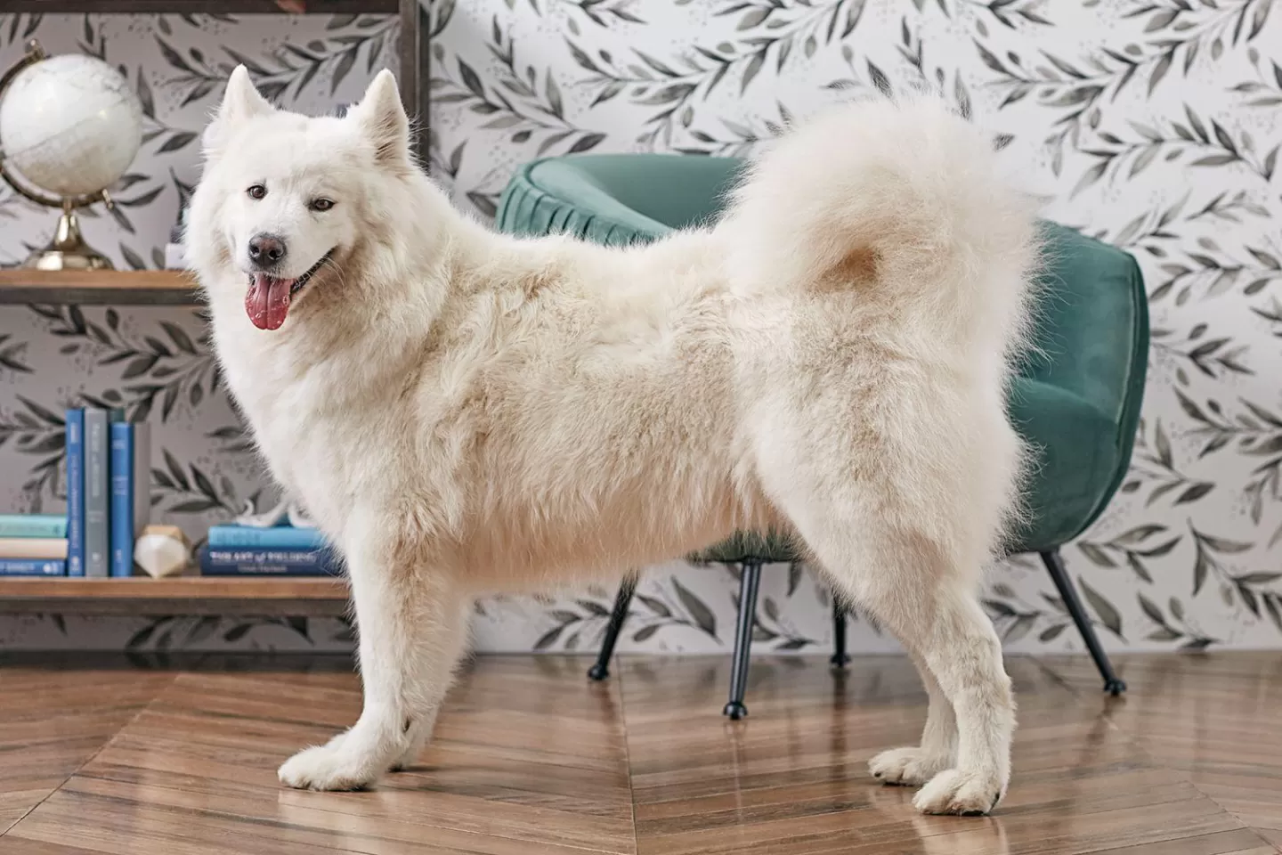 Samoyed: The Large and Friendly Dog Perfect for Families