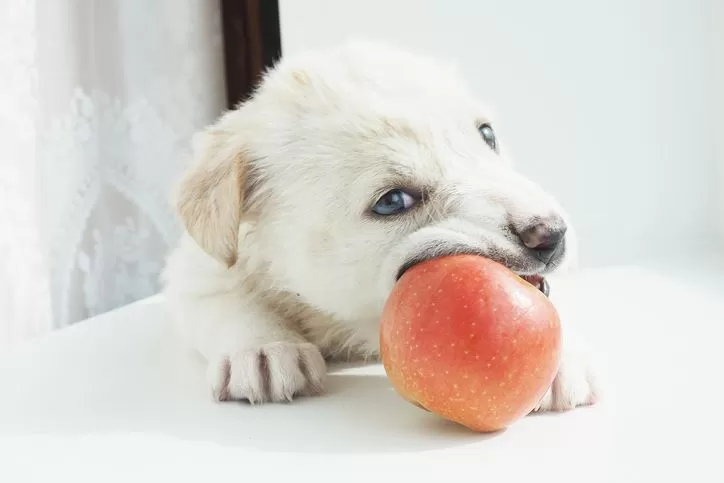 Can Dogs Eat Apples? A Healthy Treat or a Potential Risk?