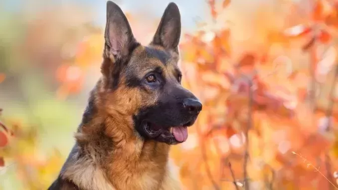 German Shepherd.jpg