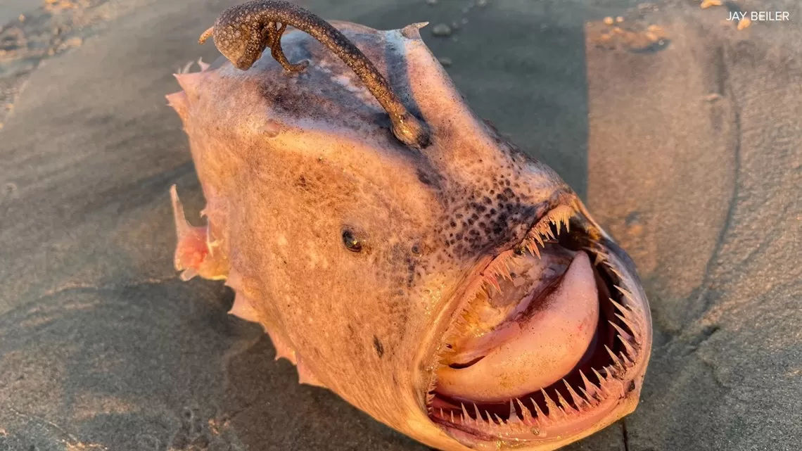 How Big Is a Deep-Sea Anglerfish - The Mysteries of the Abyss