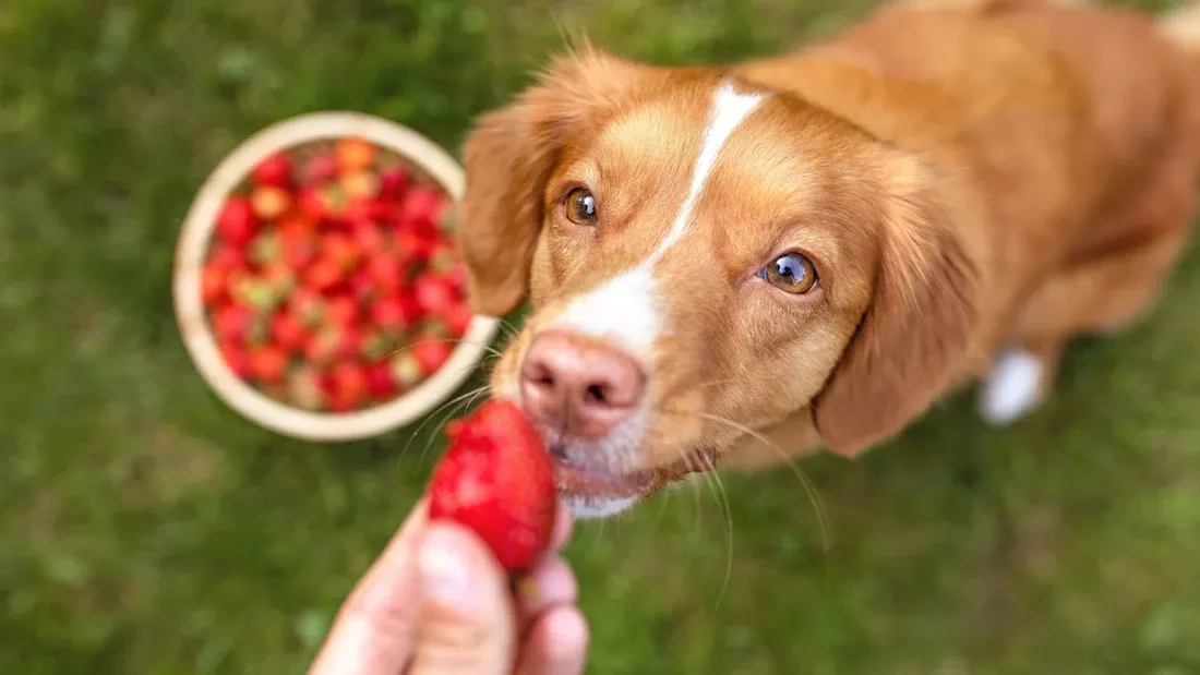 Vitamin C in Dog Food: Why It's Important for Your Pup's Health