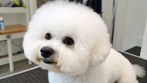 a-bichon-frise.jpg