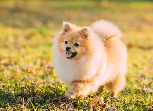 The Cutest Dog Breeds That Will Melt Your Heart(And Maybe Steal Your Snacks)