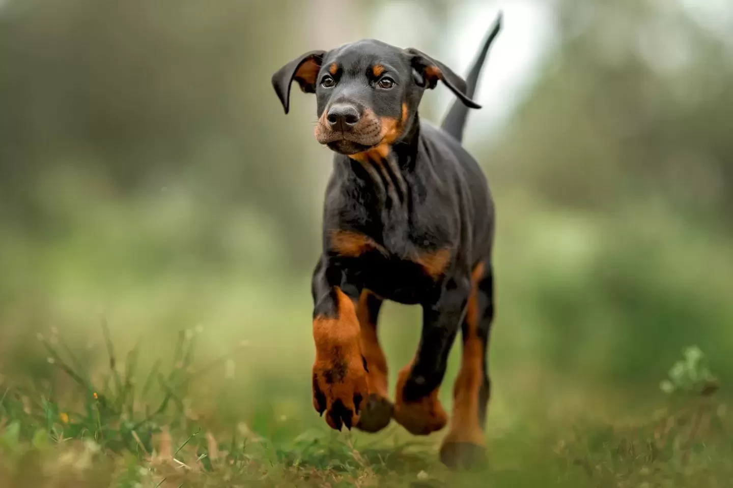 Doberman Pinscher.jpg