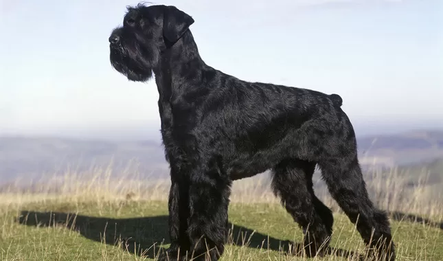 Giant Schnauzer Price Guide: 2025 Costs and Considerations