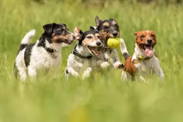 How to Boost Your Dog's Immune System