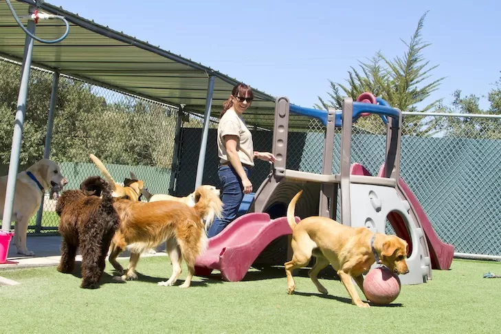 How to Choose the Best Pet Care Center