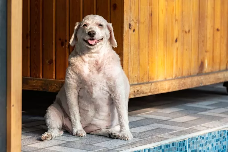 Dog Obesity: How to Spot, Prevent, and Manage It for a Healthier Puppy