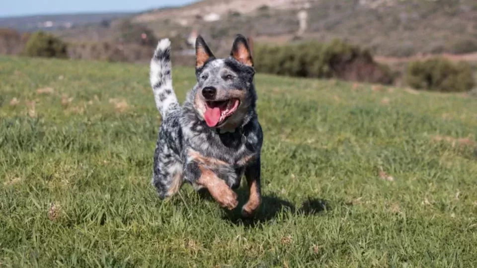 Australian Cattle Dog.png