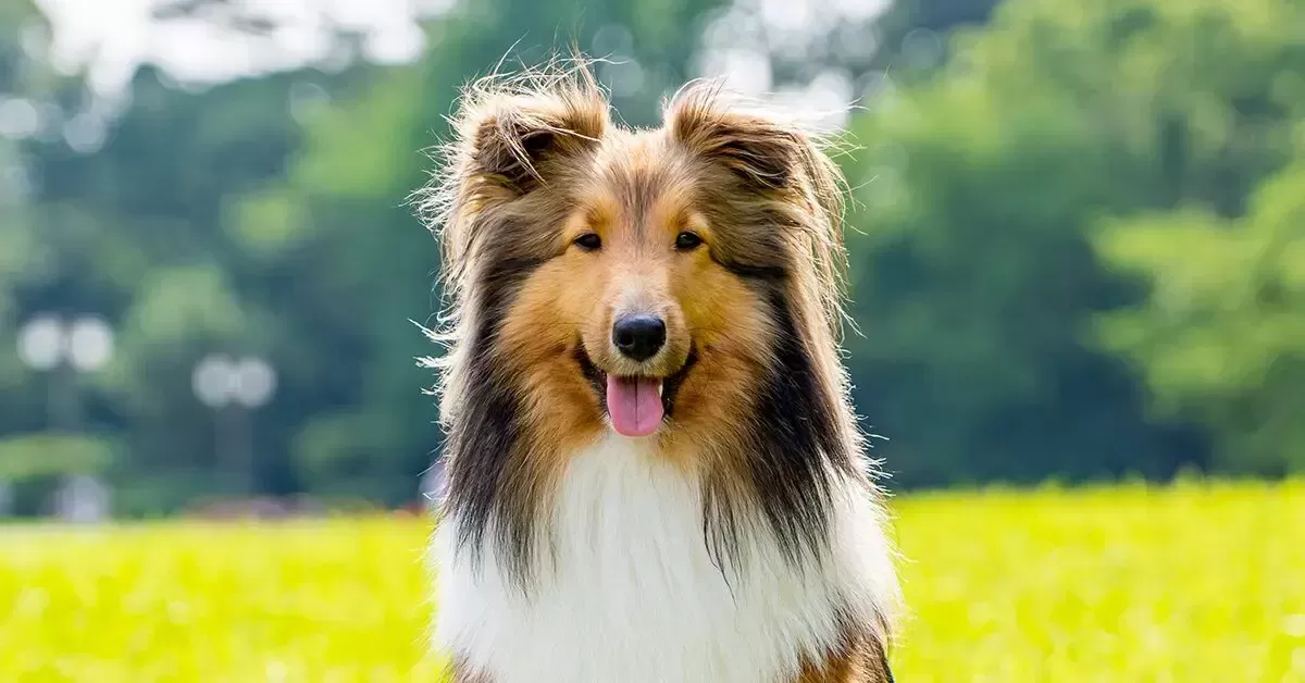 Shetland Sheepdog.png