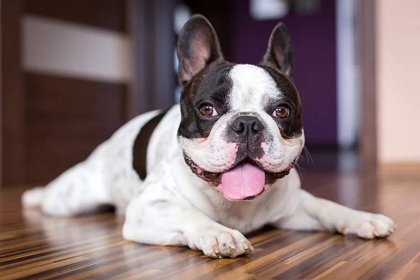 French Bulldog.jpg